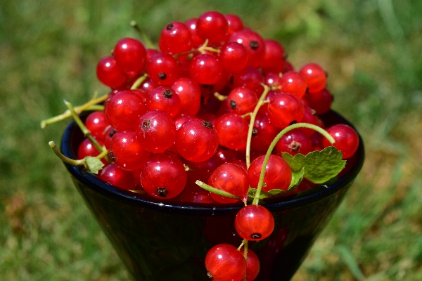 Plant fruit berry flower Photo