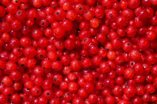 Plant raspberry fruit berry Photo