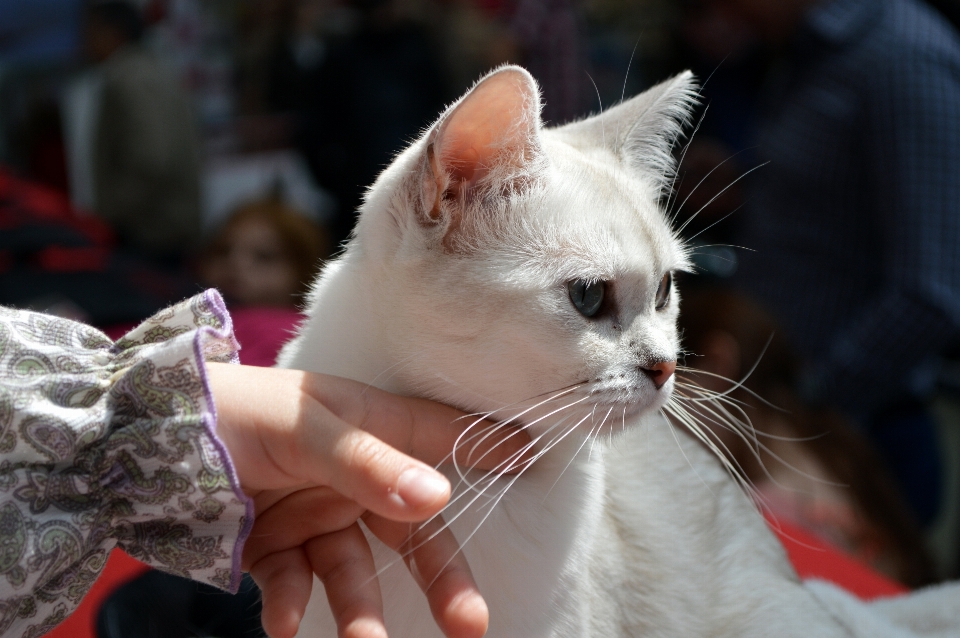 Main blanc animal mignon