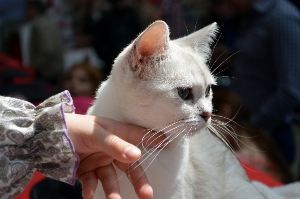 Hand white animal cute Photo