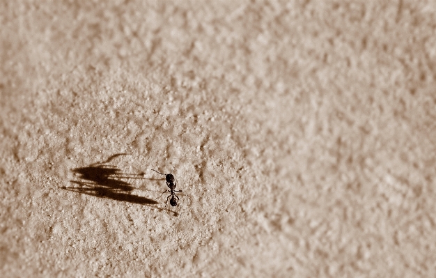 Hand sand wing wood Photo