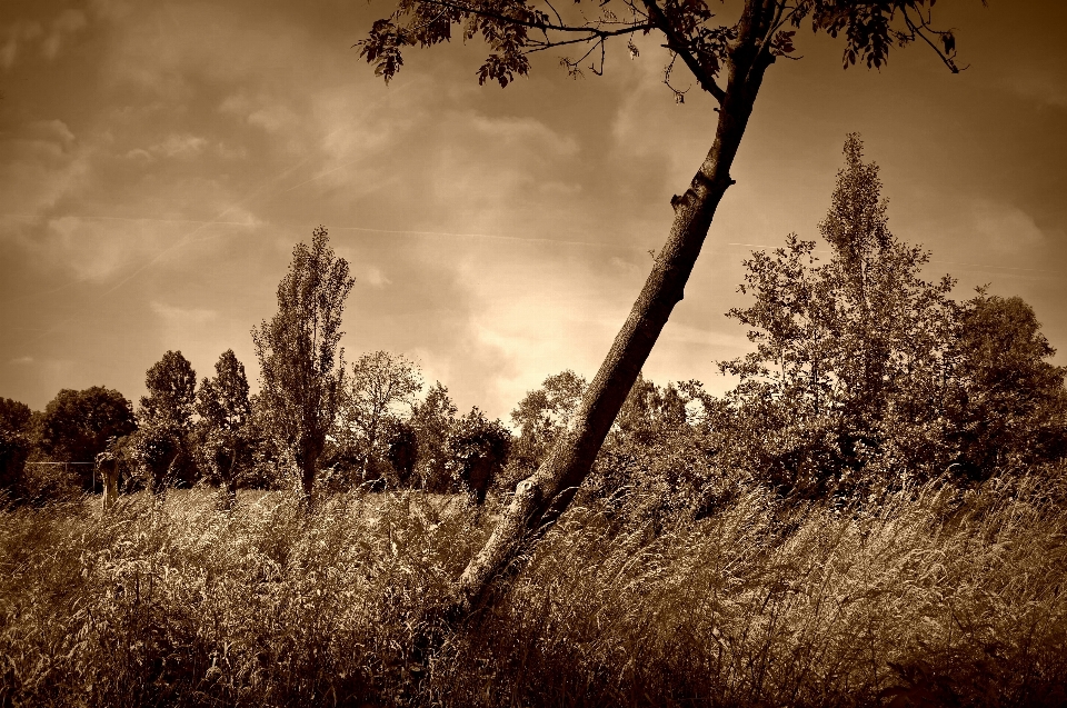 Landscape tree nature forest