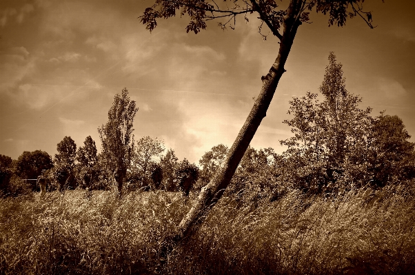 Landscape tree nature forest Photo