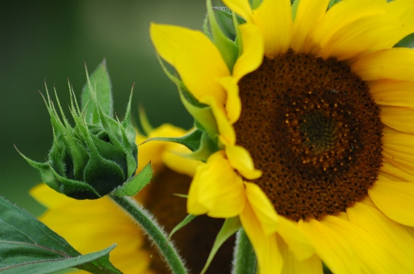 Photo Nature fleurir usine fleur