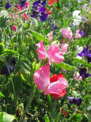 Nature plant meadow flower Photo