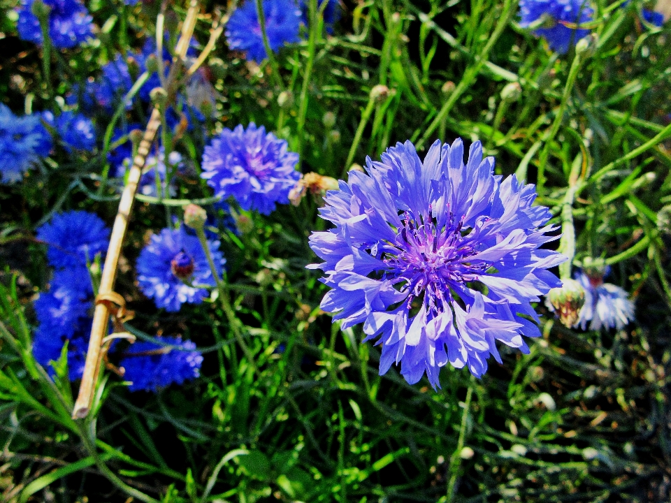 Natura pianta prato
 fiore