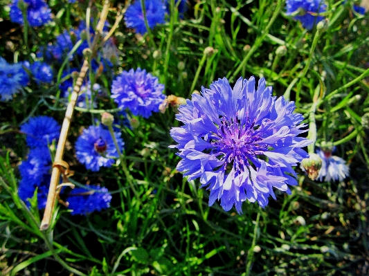 Nature plant meadow flower Photo