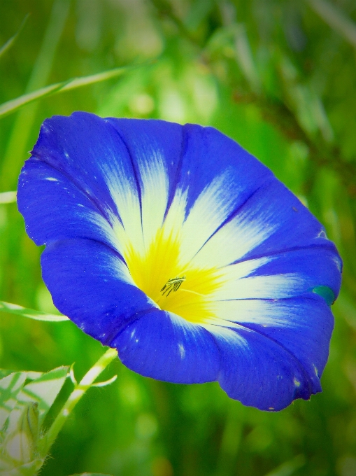 Natura fiore pianta prato
