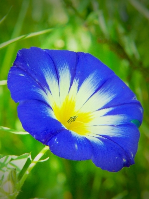 Nature blossom plant meadow Photo