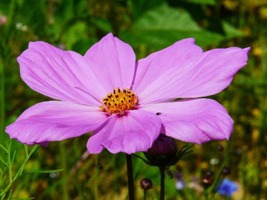 Nature blossom plant field Photo