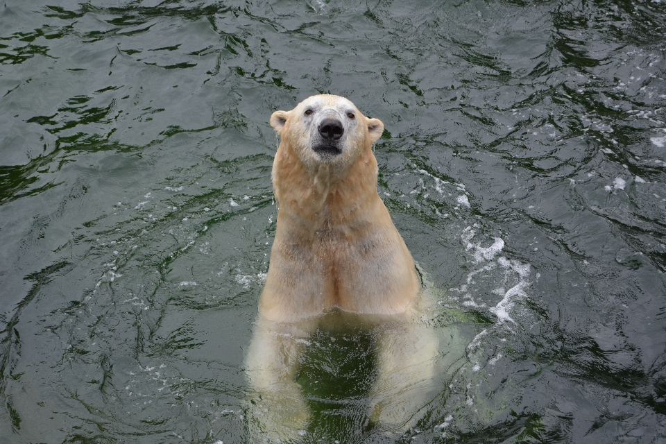 Acqua orso animali selvatici zoo