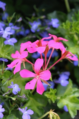 Landscape nature wilderness blossom Photo