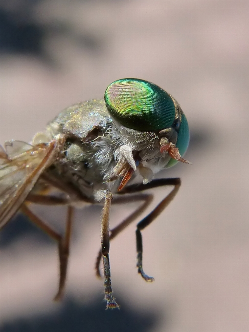 Nature photography fly green