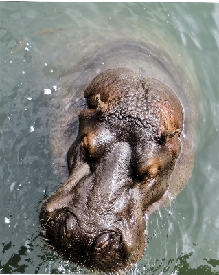 Wildlife mammal savannah head Photo