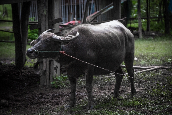 Countryside wildlife zoo livestock Photo