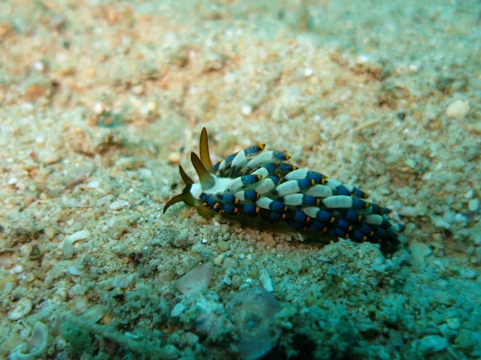 海 水 自然 海洋