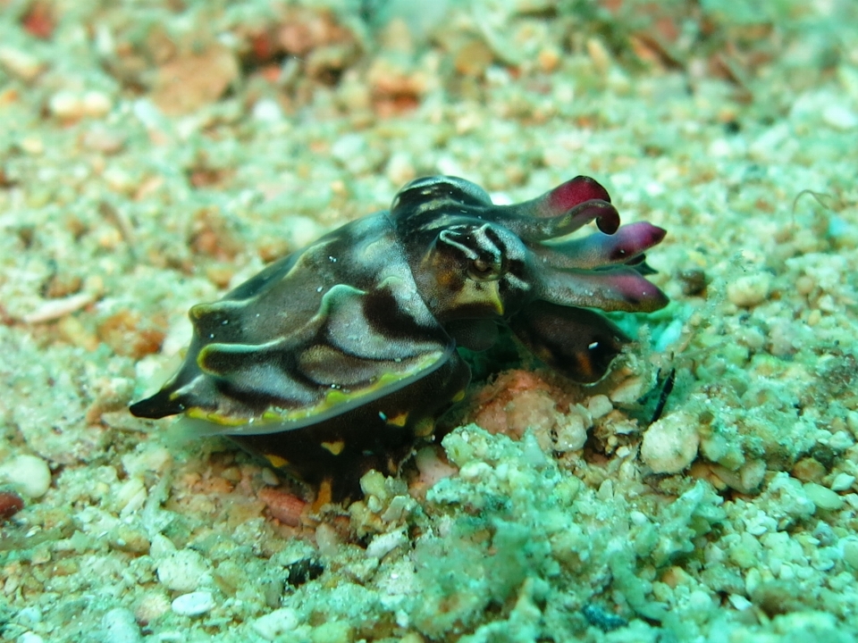 Morze natura ocean nurkowanie