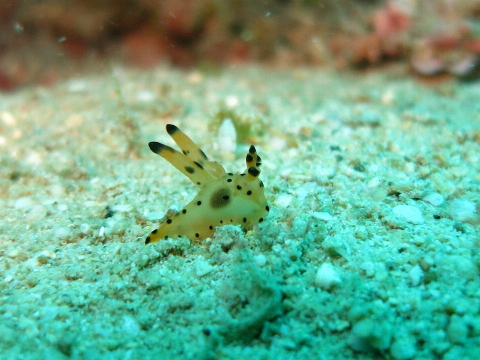 Mar água natureza oceano