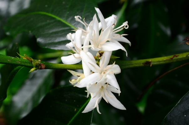 Tree nature blossom coffee Photo