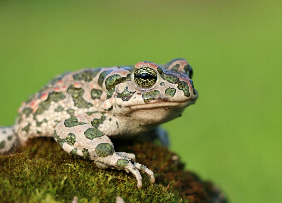 Pântano musgo
 animais selvagens sapo