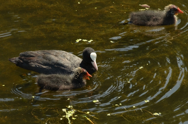 水 自然 鳥 池 写真