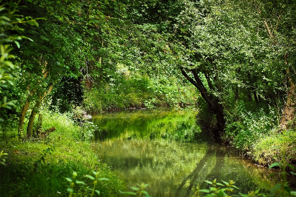 Landscape tree water nature