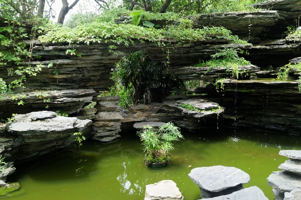 Landscape nature flower pond Photo