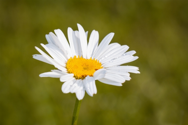 Nature blossom plant field Photo