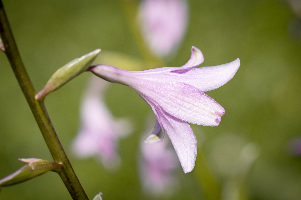 Nature blossom plant photography