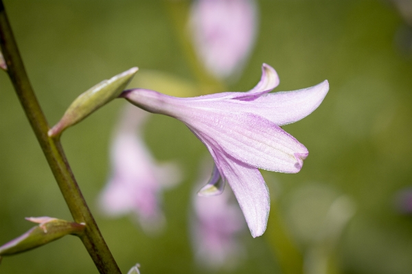 Nature blossom plant photography Photo