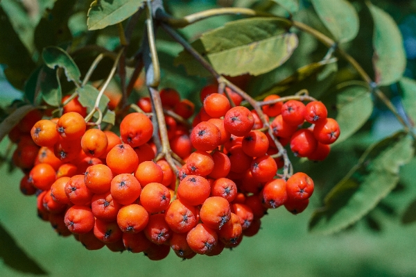 Nature forest plant fruit Photo