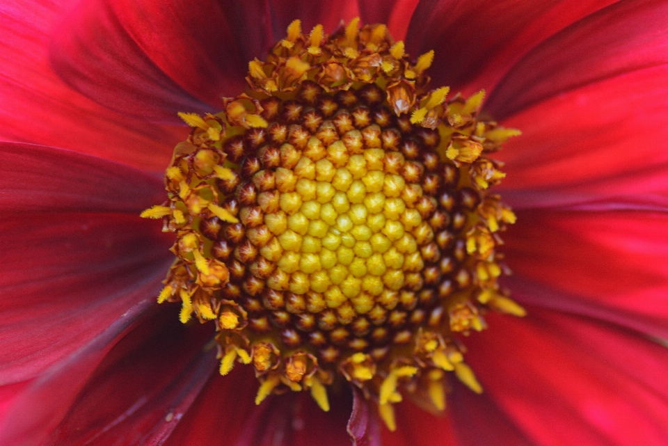 Natureza plantar fotografia flor