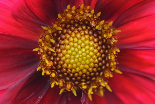 Foto Natura pianta fotografia fiore