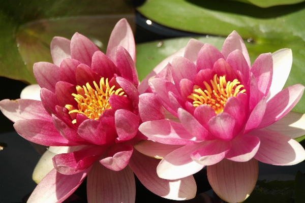 Blossom plant flower petal Photo