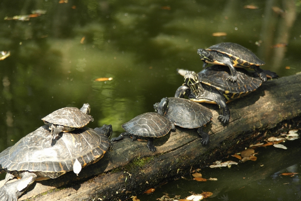 Natureza animais selvagens tartaruga réptil