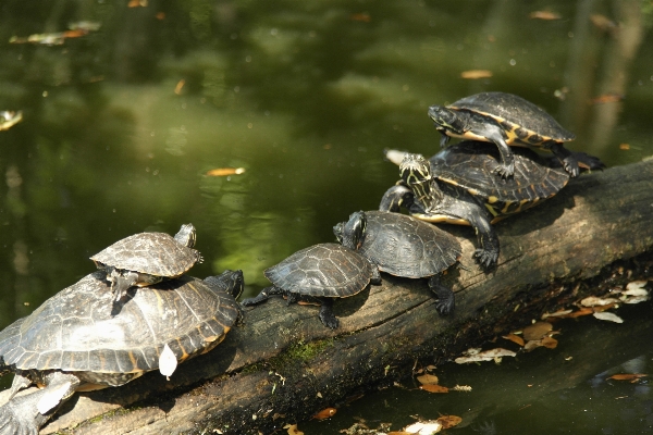 Nature wildlife turtle reptile Photo