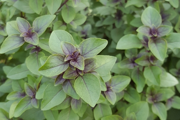 Blossom plant flower petal Photo