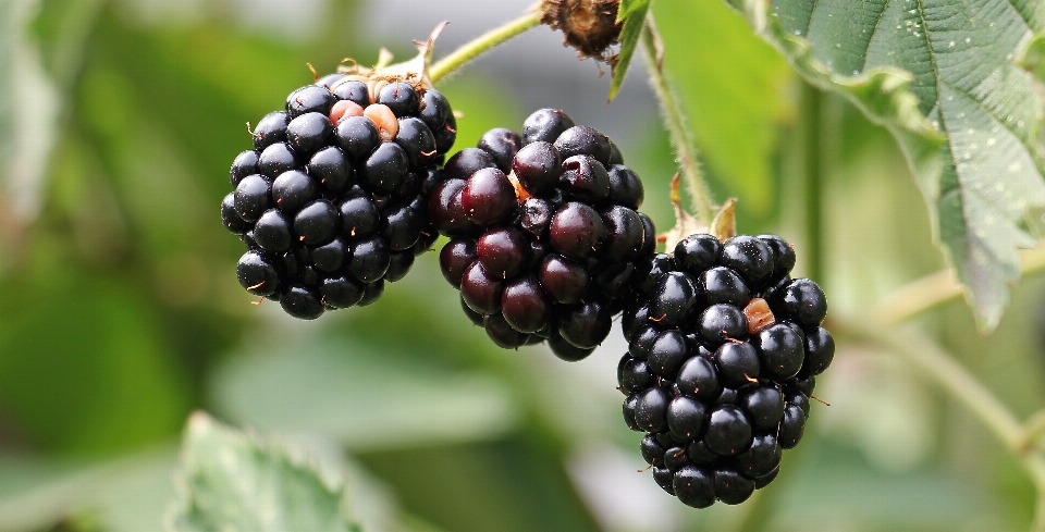 Nature usine fruit baie