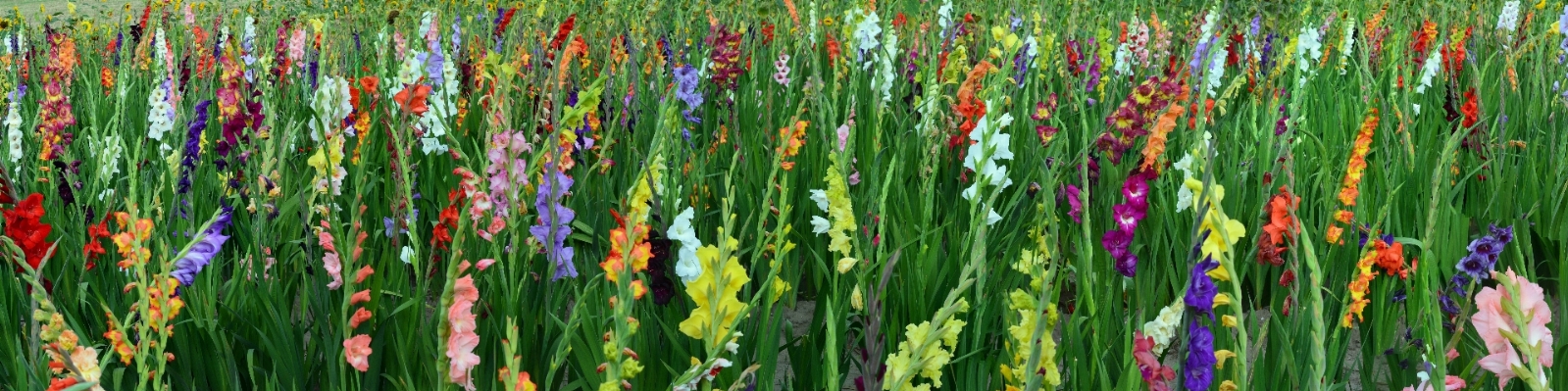 Grass blossom plant field Photo