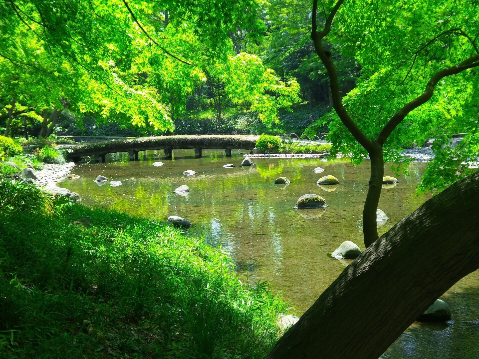 Tree water nature grass