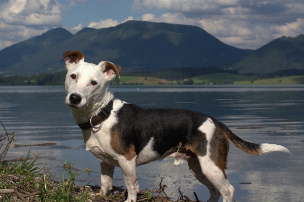 Hund tier niedlich haustier Foto