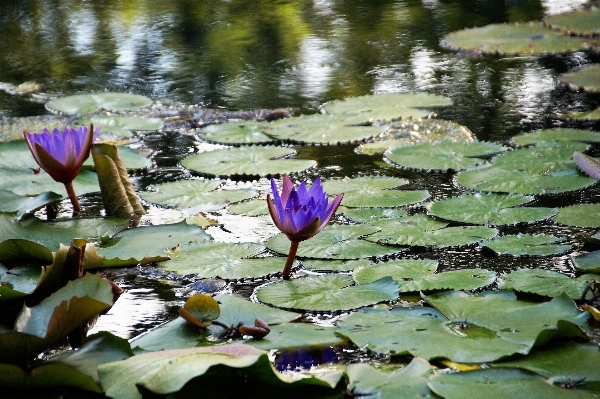 Tree water nature plant Photo