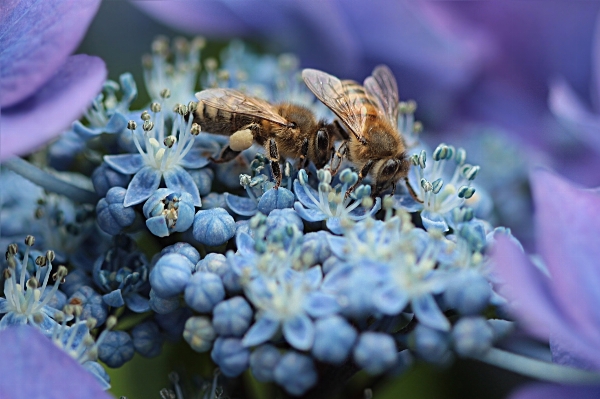 Plant flower insect botany Photo