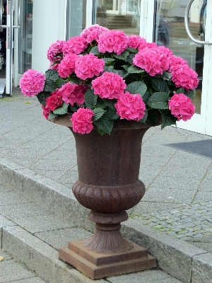 Foto Pianta fiore rosa arredamento