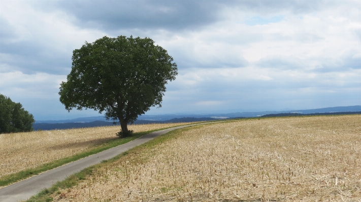 Landscape tree nature grass Photo