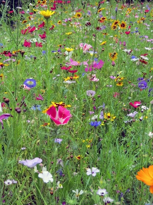 Nature grass plant field Photo