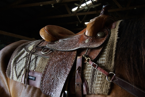 Horse usa brown rein Photo