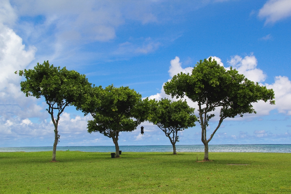 Beach landscape sea tree