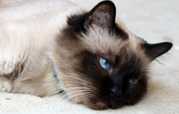 Foto Gattino gatto mammifero naso