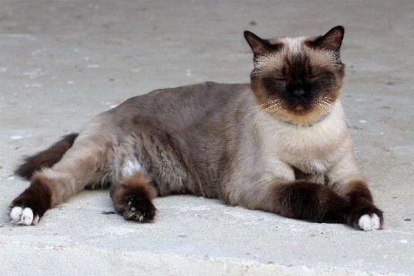 Foto Gatto mammifero fauna basettoni
